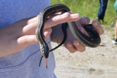 garder-snake